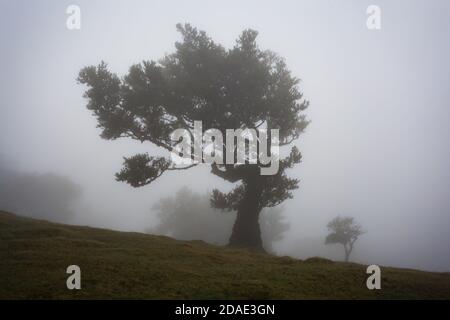 Misty laurisilva area forestale Vereda do Fanal sull'isola di Madeira Con gli alberi antichi di Til Foto Stock