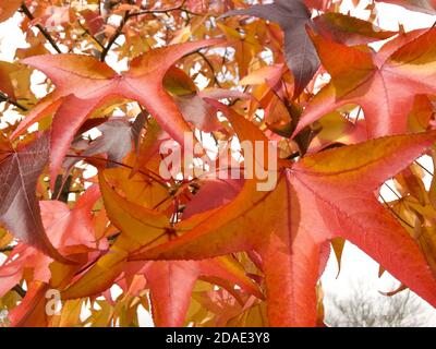 Belle foglie rosse e arancioni su un albero durante la caduta Foto Stock