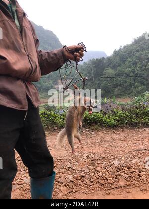 Poacher che porta la sua preda ancora viva e una trappola, il Vietnam, Cao Bang Foto Stock