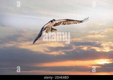 Magnifico Osprey volare con un grande pesce di roccia nel suo Talons sopra la baia di Chesapeake contro un cielo di tramonto Foto Stock