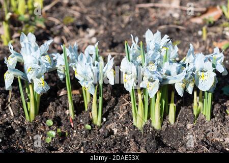 Fiori blu iris fiorisce in primavera Foto Stock