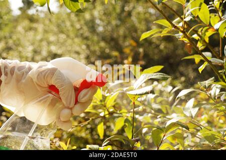 Spruzzatura su impianti che utilizzano un irroratore. Un flusso di liquidi evidenziato dal sole. Foto Stock