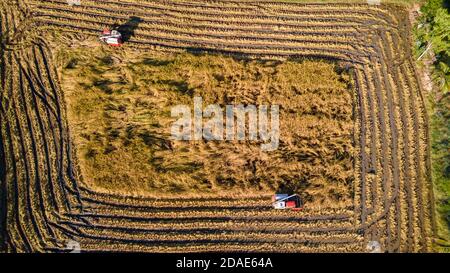 Vista aerea sulla mietitrebbia che lavora sul grande campo di riso in thailandia Foto Stock