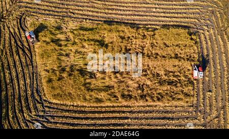 Vista aerea sulla mietitrebbia che lavora sul grande campo di riso in thailandia Foto Stock