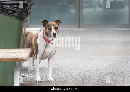 Un cane di razza incrociata chiamato Milly attende pazientemente il suo proprietario fuori dai negozi locali a Black Head Beach, New South Wales, Australia Foto Stock