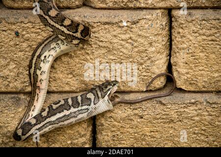 Tappeto Python, Morelia spilota, preda deglutizione - melomie praterie (melomys burtoni, roditore) in giardino privato Queensland, Australia, estate. Foto Stock