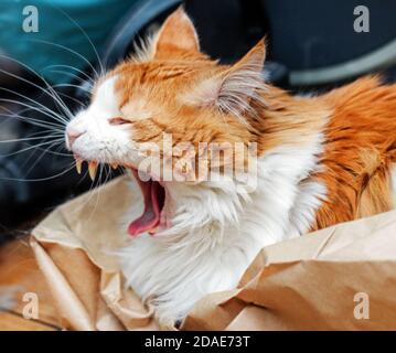 Bel gatto rosso adulto che brulica in un'atmosfera casalinga Foto Stock