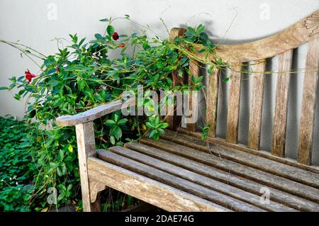 Riposante scena di un angolo di una vecchia panca di legno in un giardino in crescita che mostra il sedile, lo schienale e il bracciolo Foto Stock