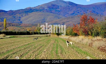 due cani randagi sull'immagine del campo arato Foto Stock