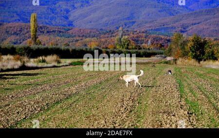 due cani randagi sull'immagine del campo arato Foto Stock