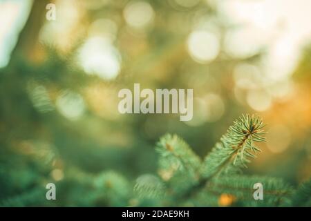 Rami di pino, natura offuscata della foresta di tramonto. Primo piano dell'albero di abete rosso blu. Primo piano Evergreen Foto Stock