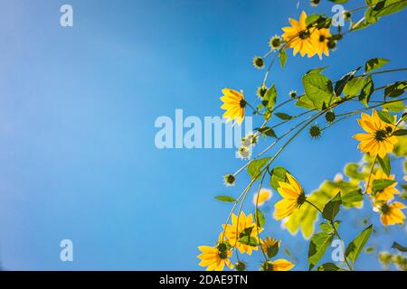 Primavera estate natura paesaggio. Fiori gialli che crescono nel prato, vista dal basso sullo sfondo del cielo blu idilliaco closeup natura, Foto Stock