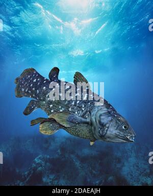 Esemplare di Coelacanthus Latimeria chalumnae, adulti Foto Stock