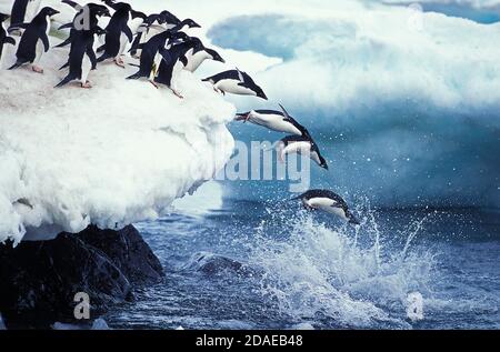 ADELIE PENGUIN Pygoscelis adeliae, colonia su PAULET ISLAND, gruppo saltando in oceano, ANTARTICA Foto Stock