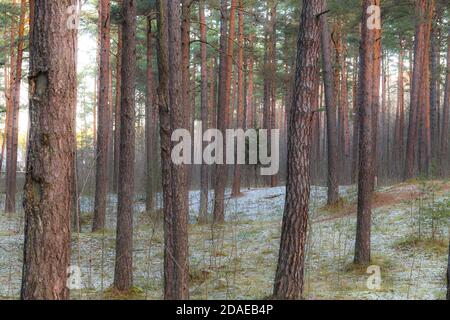 Pineta con un piccolo abete leggermente coperto una neve Foto Stock