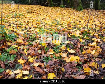 Colori autunnali e un tappeto di foglie svedesi di Sycamore brillano Un pomeriggio noioso di novembre Foto Stock