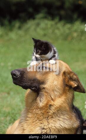 Pastore Tedesco, cane adulto con un gattino sulla sua testa Foto Stock