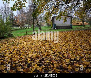 Colori autunnali e un tappeto di foglie svedesi di Sycamore circondano Una casa giardino a Nidderdale Foto Stock