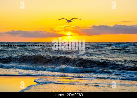 Germania, Meclemburgo-Pomerania occidentale, Ostseebad Kühlungsborn. Umore di sera vicino al mare, distretto ovest, gabbiano vola sulla spiaggia Foto Stock