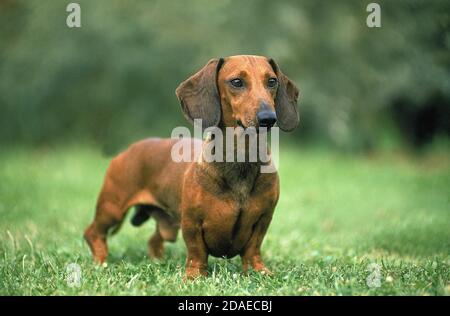 Liscia con capelli bassotto, MASCHIO IN PIEDI SULL'ERBA Foto Stock