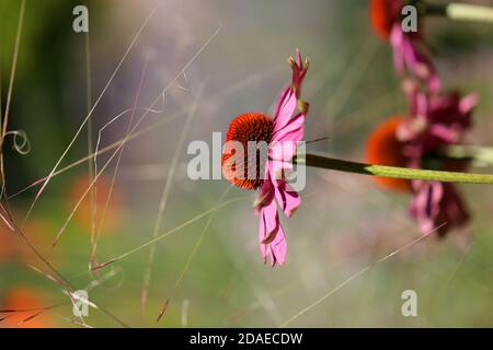 Coneflower, cappello da sole falso, cappello da sole viola, Echinacea purea, perenni Foto Stock