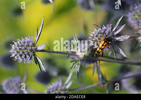 Cucciolata uomo a foglia piatta, Eryngium planum, Spotted minor buck, Rutpela maculata, Strangalia maculata, longhorn Beetle, giardino naturale Foto Stock