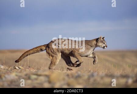 COUGAR Puma concolor, adulti in esecuzione, MONTANA Foto Stock