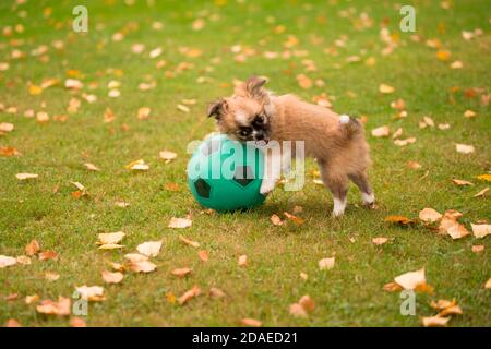 Chihuahua cucciolo, capelli lunghi, giocando a calcio, Finlandia Foto Stock