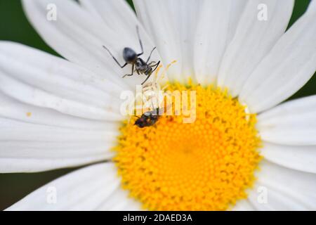 Crab Spider (famiglia Thomisidae) con mosca impollinante morta, Mount Edgecombe Estate, Durban, Sudafrica Foto Stock