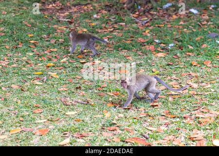 Macaque, (Macaca), Black River Gorges National Park, Mauritius, Africa, Oceano Indiano Foto Stock