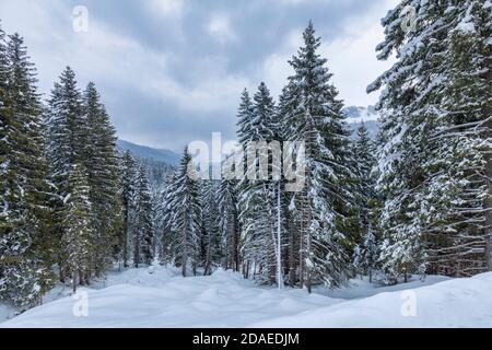 foresta di abeti ricoperti di neve dopo una tempesta di neve, paesaggio invernale, Paneveggio, Dolomiti, Predazzo, Trentino, Italia Foto Stock