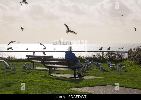 Bournemouth, Dorset UK. 12 novembre 2020. Tempo nel Regno Unito: Uomo seduto in panchina godendo del sole e guardando i gabbiani che si abbondano per mangiare, mentre le navi da crociera sono ancorate nella baia in una calda e soleggiata mattina autunnale a Bournemouth durante il due blocco Covid-19. Credit: Carolyn Jenkins/Alamy Live News Foto Stock