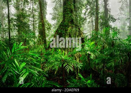Verde lussureggiante in una giornata nebbiosa nella foresta pluviale del Parco Nazionale di Dorrigo. Foto Stock