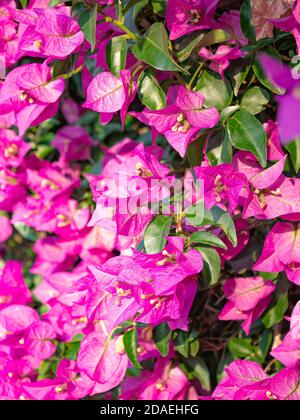 Primo piano di uno sfondo floreale realizzato con la pianta Bougainvillea. Utile come sfondo floreale. Vista verticale. Foto Stock