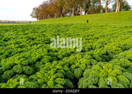 Campo di Kale, zona di coltivazione a sud di Düsseldorf, distretto Volmerswerth, am Rhein, NRW, Germania Foto Stock