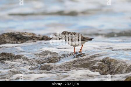 Ruddy Turnstone Bird (Arenaria interpres) piumaggio non riproduttivo su una spiaggia rocciosa, Andalusia, Spagna Foto Stock