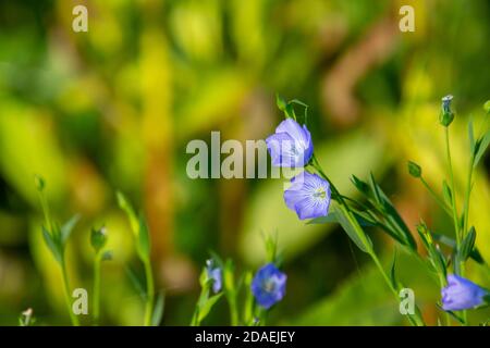 Fiori azzurri di lino comune, chiamati anche Linum usitatissimum, semi di lino o di lino Foto Stock