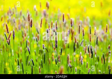 Erba prato erba Alopecurus pratensis Long Grass Tall Grasses Meadow Field prato prato prato prato prato prato erboso fiori selvatici Foto Stock