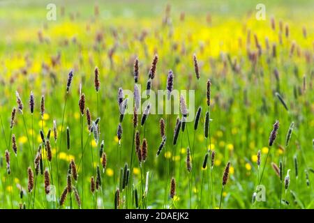 Campo di erba piante prato fiori selvatici prato Foto Stock