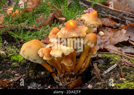 Fungus crescita nella foresta, Suffolk, Regno Unito Foto Stock