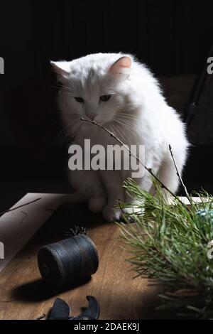 Gatto bianco soffice seduto vicino alla corona di Natale da rami di abete-albero natura. Tavolo scuro in legno Foto Stock