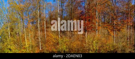 Ampio panorama della foresta autunnale con piacevoli colori caldi Foto Stock