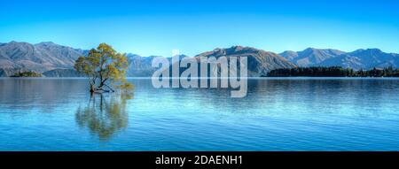 Il famoso Wanaka Tree in Nuova Zelanda Foto Stock