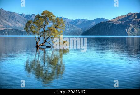 Il famoso Wanaka Tree in Nuova Zelanda Foto Stock