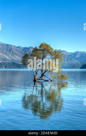 Il famoso Wanaka Tree in Nuova Zelanda Foto Stock