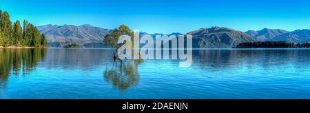 Il famoso Wanaka Tree in Nuova Zelanda Foto Stock