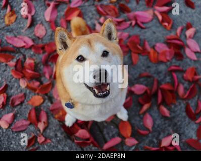 Shiba sorride dall'alto e si siede sulle foglie viola cadenti durante la stagione autunnale. Lo Shiba Inu è un cane di razza giapponese. Foto Stock