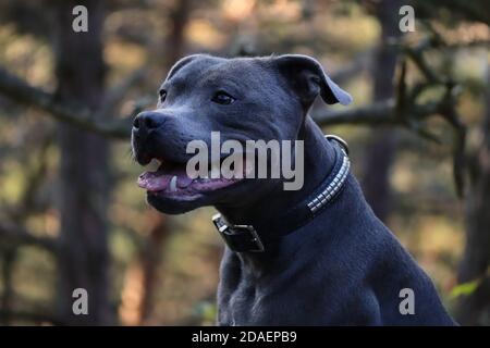 Primo piano di Side Ritratto di sorridente Staffordshire Bull Terrier nella foresta. Capo della Happy Blue Staffy nella natura. Foto Stock