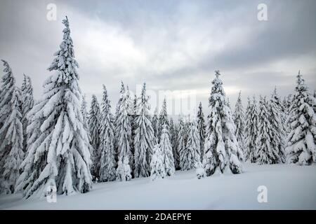 Moody paesaggio invernale con alta foresta di abete rosso caldaiata di neve bianca in montagne ghiacciate. Foto Stock