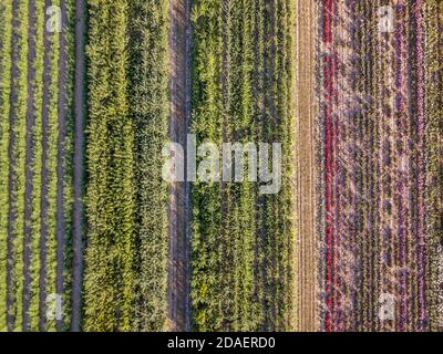 Immagine drone aerea di campi con diversa crescita del raccolto basata in linea di principio della policultura e della permacultura - un'agricoltura sana metodo di ecosistema Foto Stock